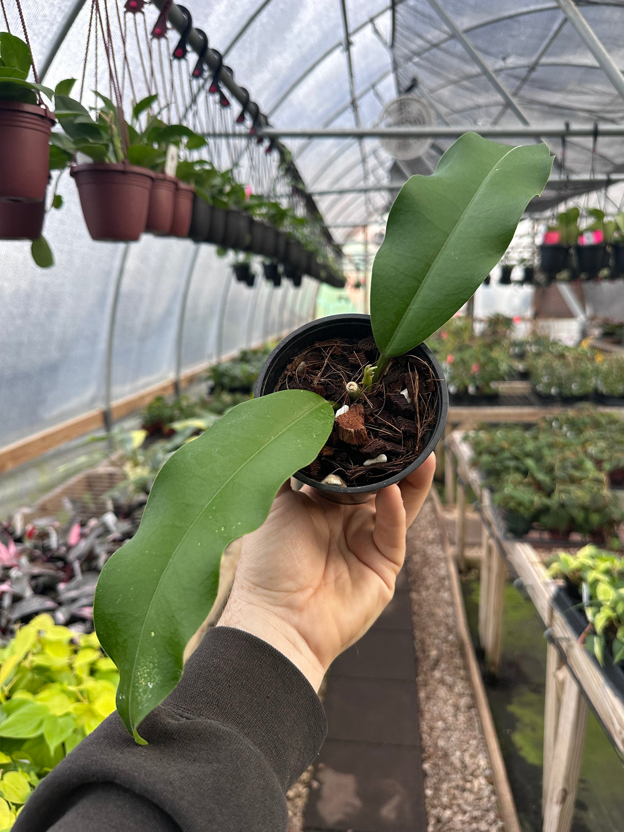 4" Hoya imperialis (red flower)