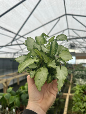 4” Syngonium Three Kings - Canopy Plant Co.