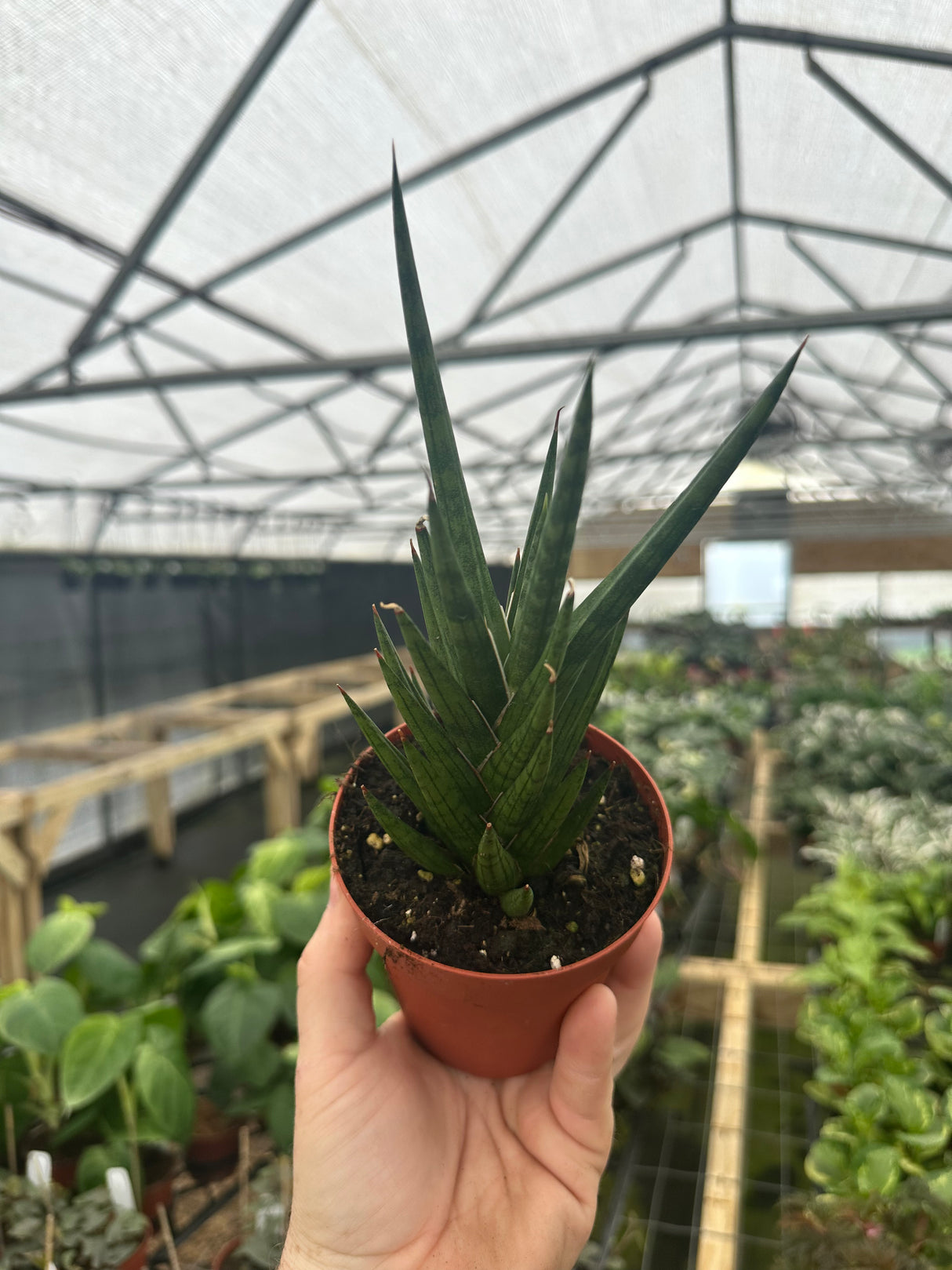 4" Sansevieria francisii