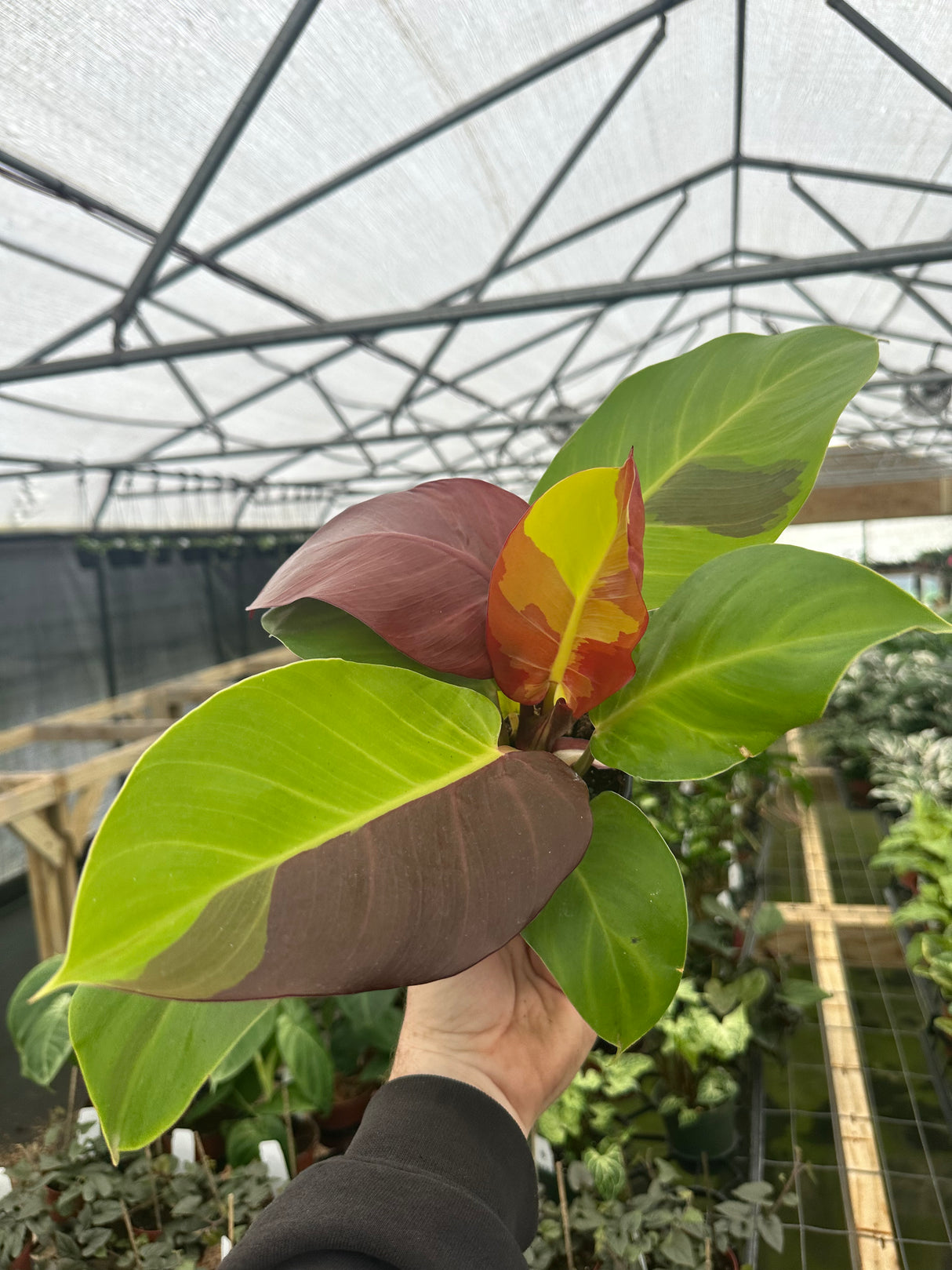 4" Philodendron Red Moon