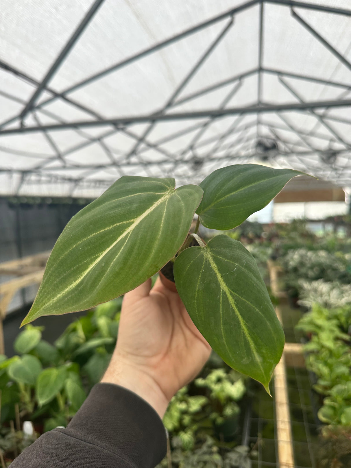 2" Philodendron gloriosum