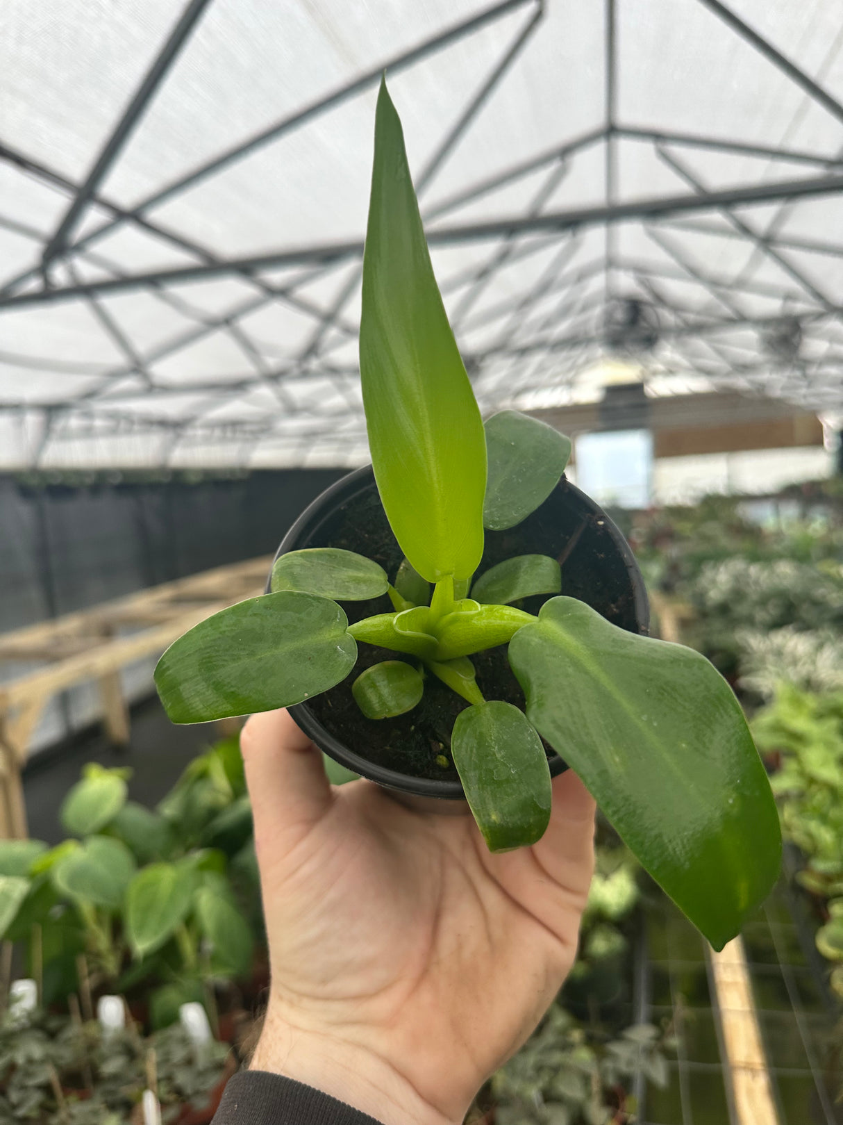 4" Philodendron Fat Boy (martianum)