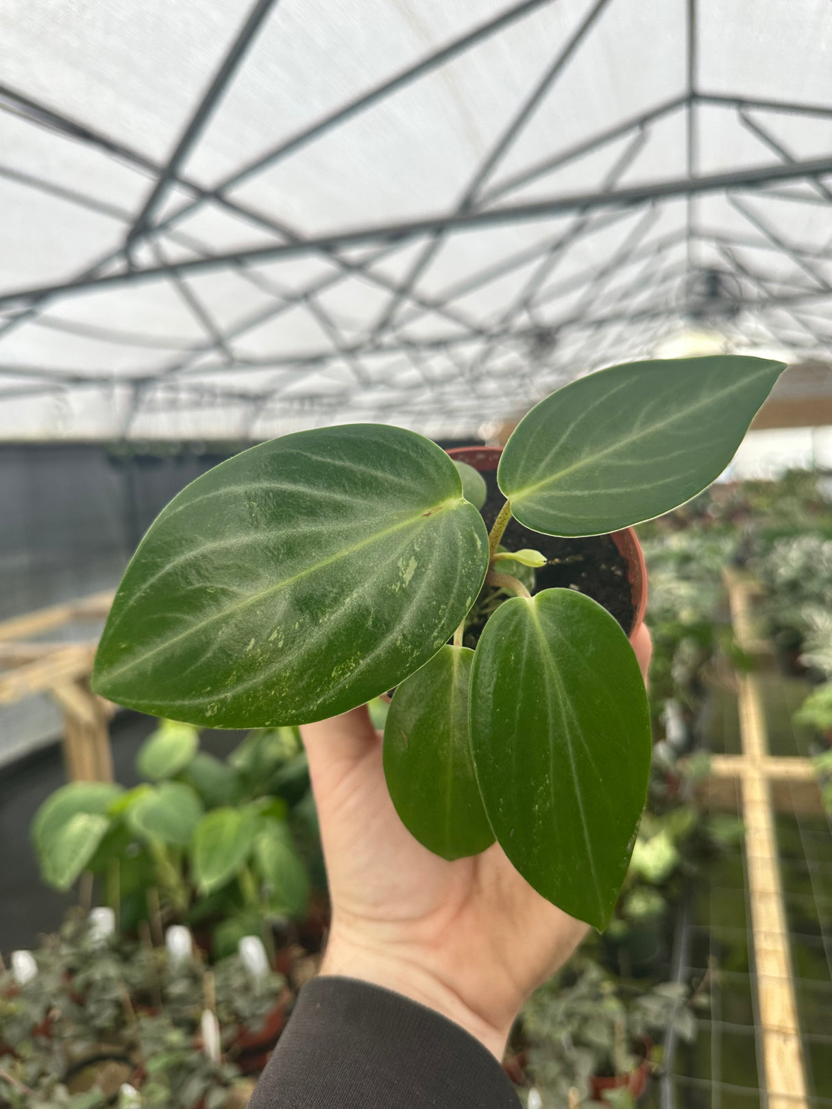 4" Peperomia maculosa