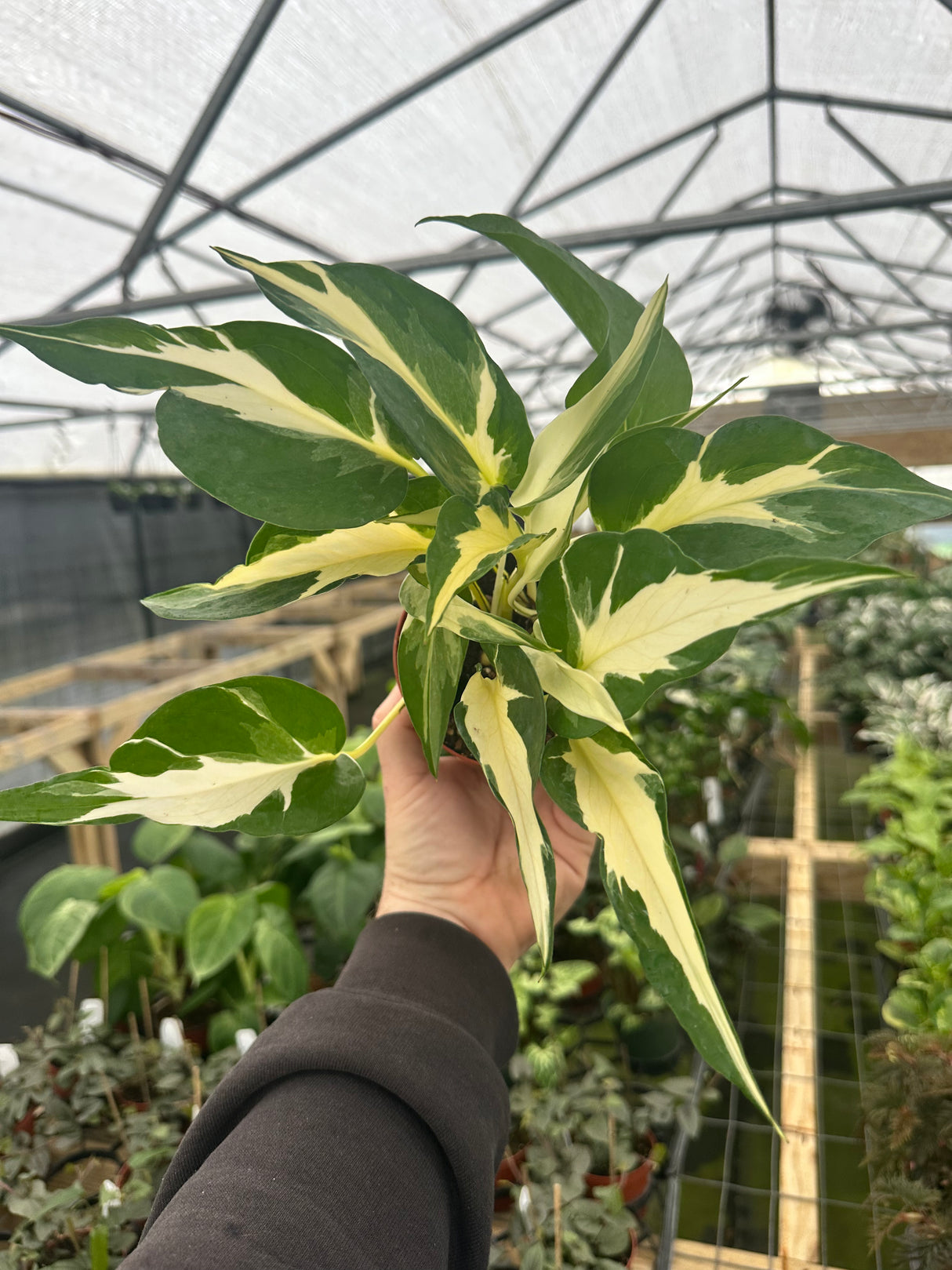 4" Pothos Manjula ('Mutant')