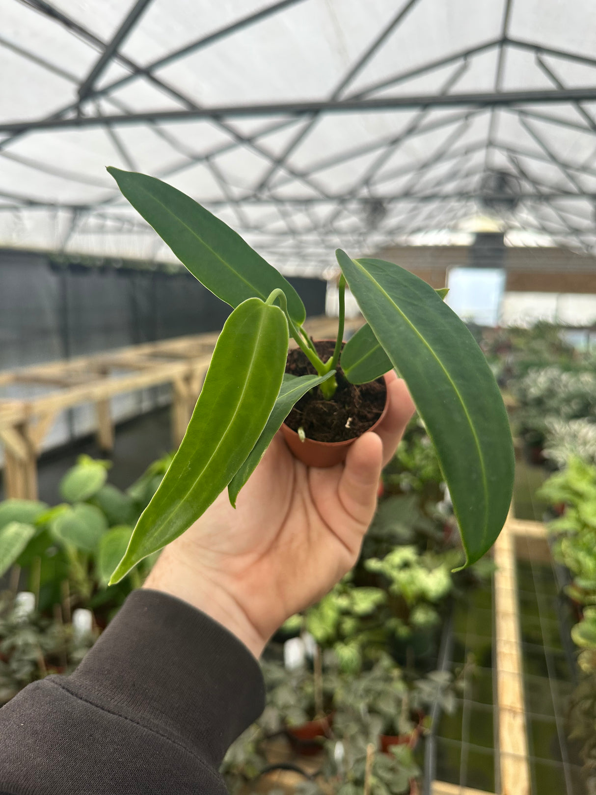 2” Anthurium warocqueanum