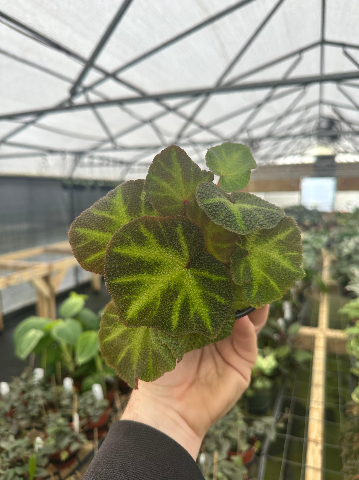 4" Begonia soli-mutata