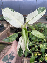 4" Philodendron Jose Buono - Canopy Plant Co.