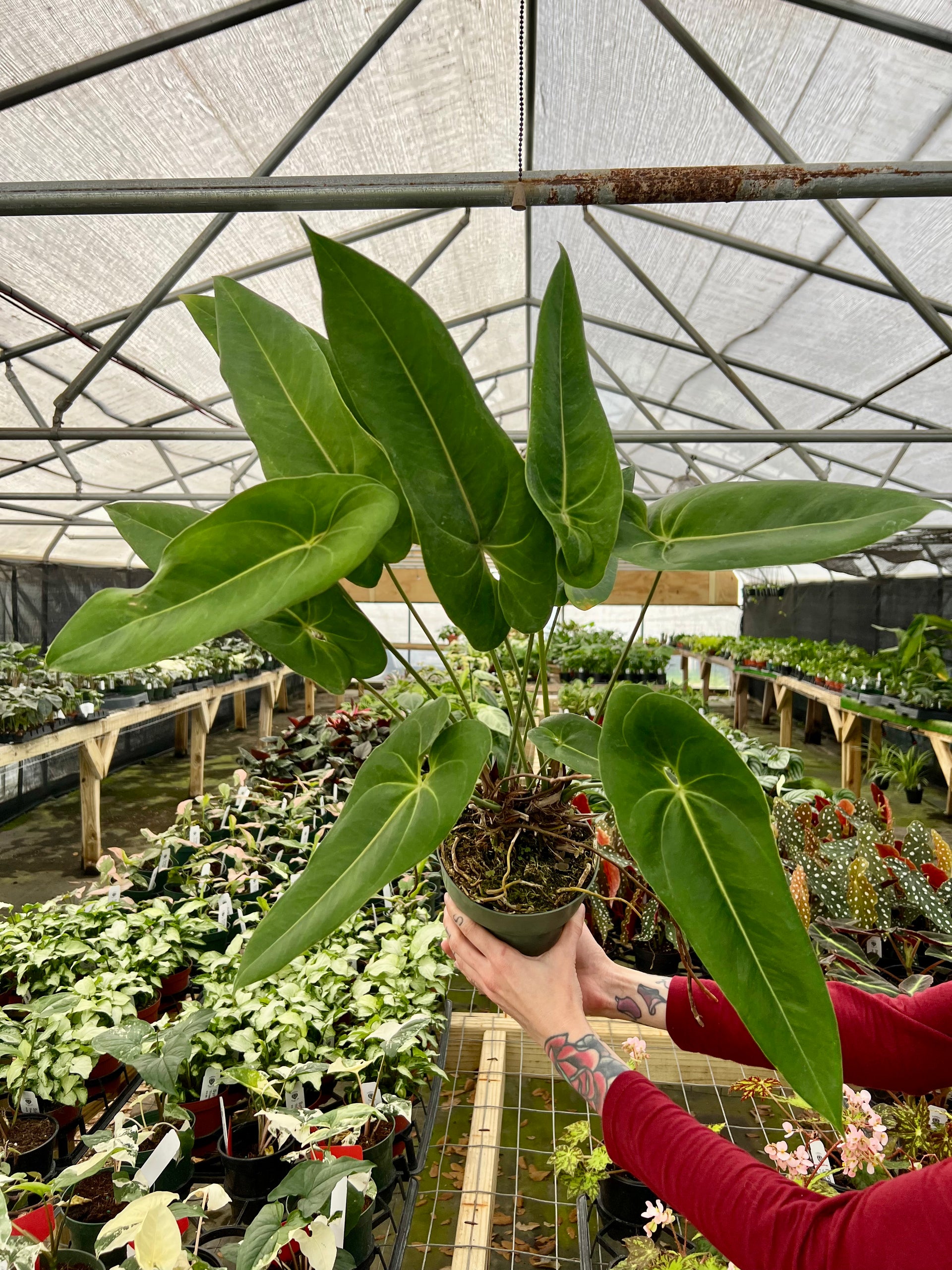 palazzo anthurium 6" Anthurium verapazense – Canopy Plant Co