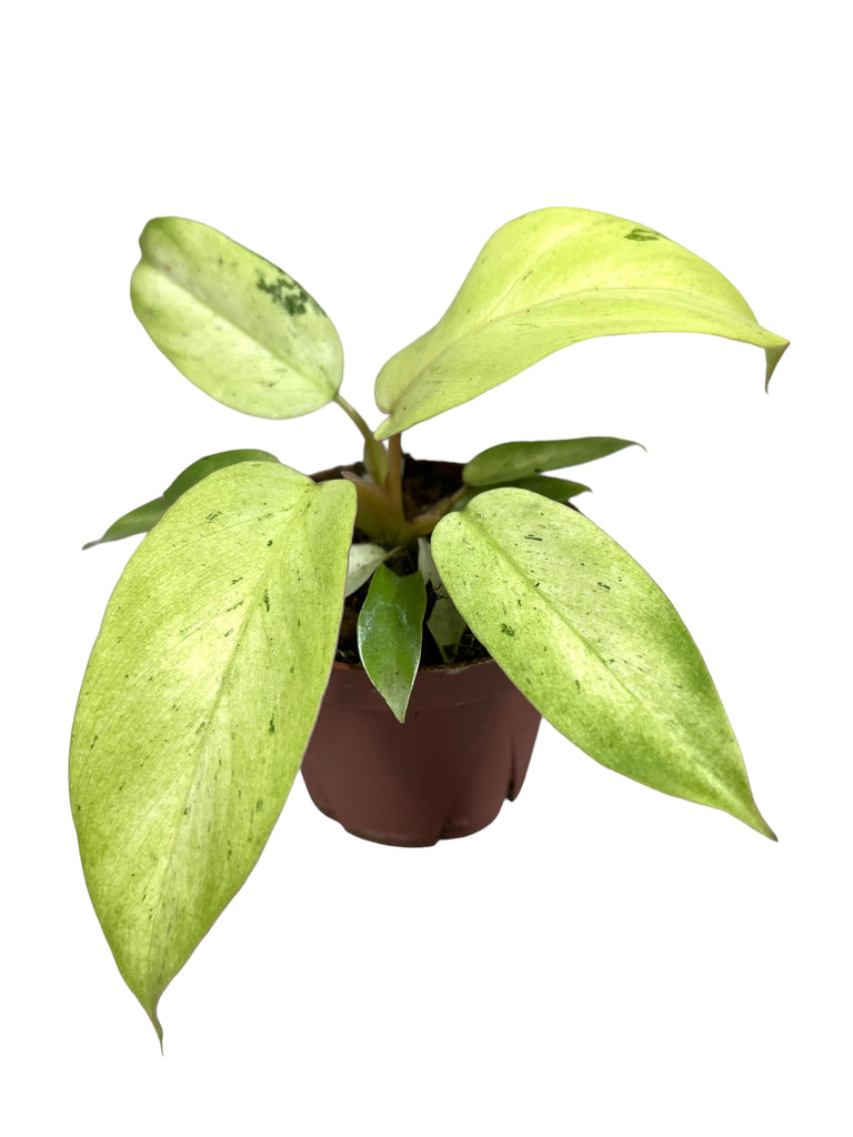 4 Epipremnum pinnatum neon (variegated) hanging basket – Canopy Plant Co.
