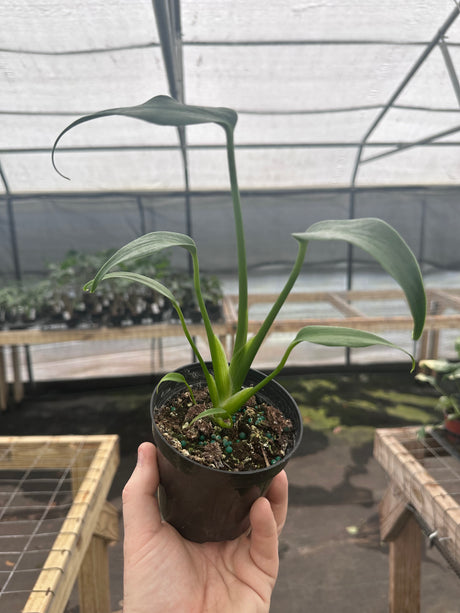 4” Monstera Burle Marx Flame - Canopy Plant Co.