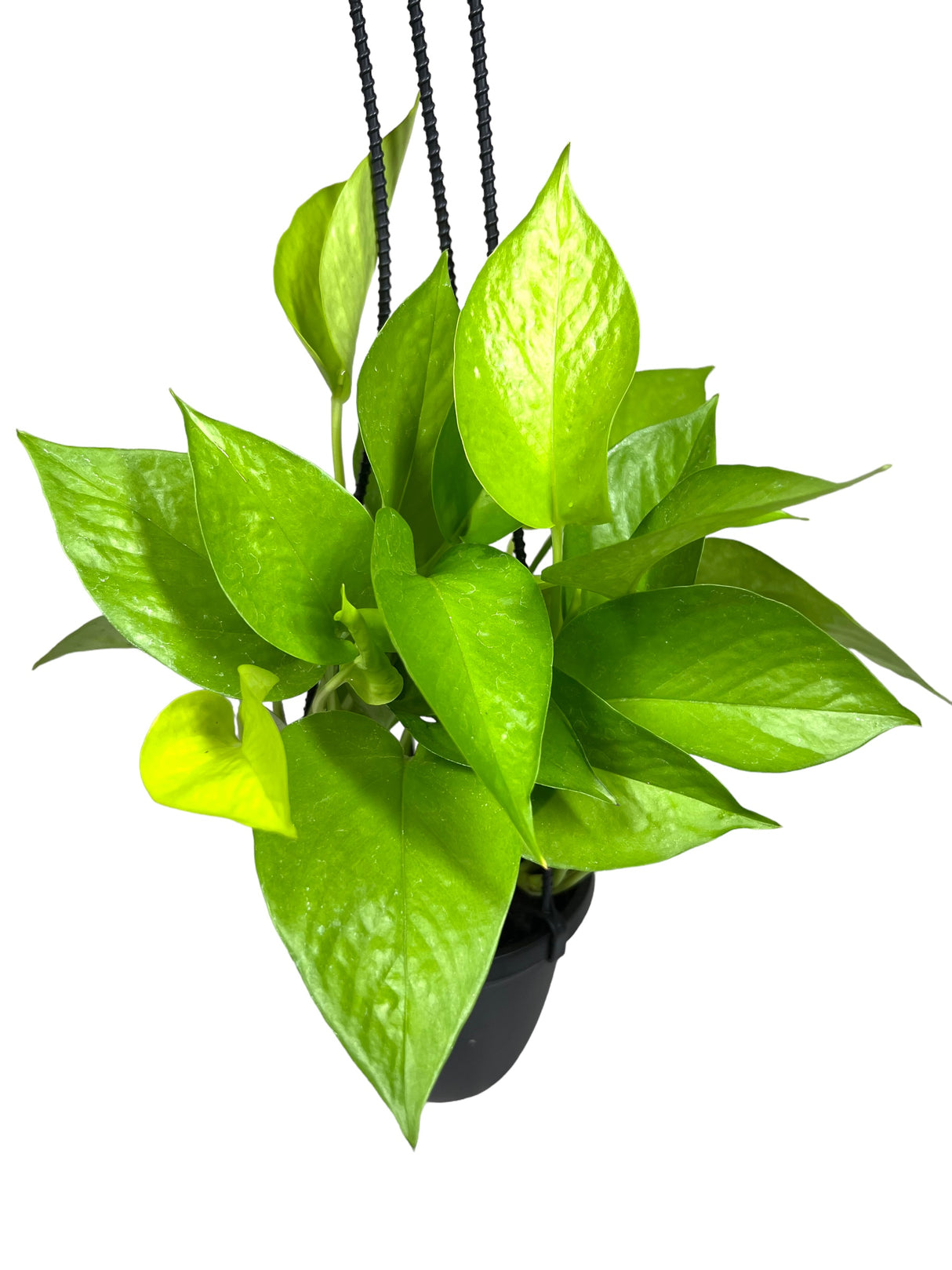 4" Pothos Neon hanging basket