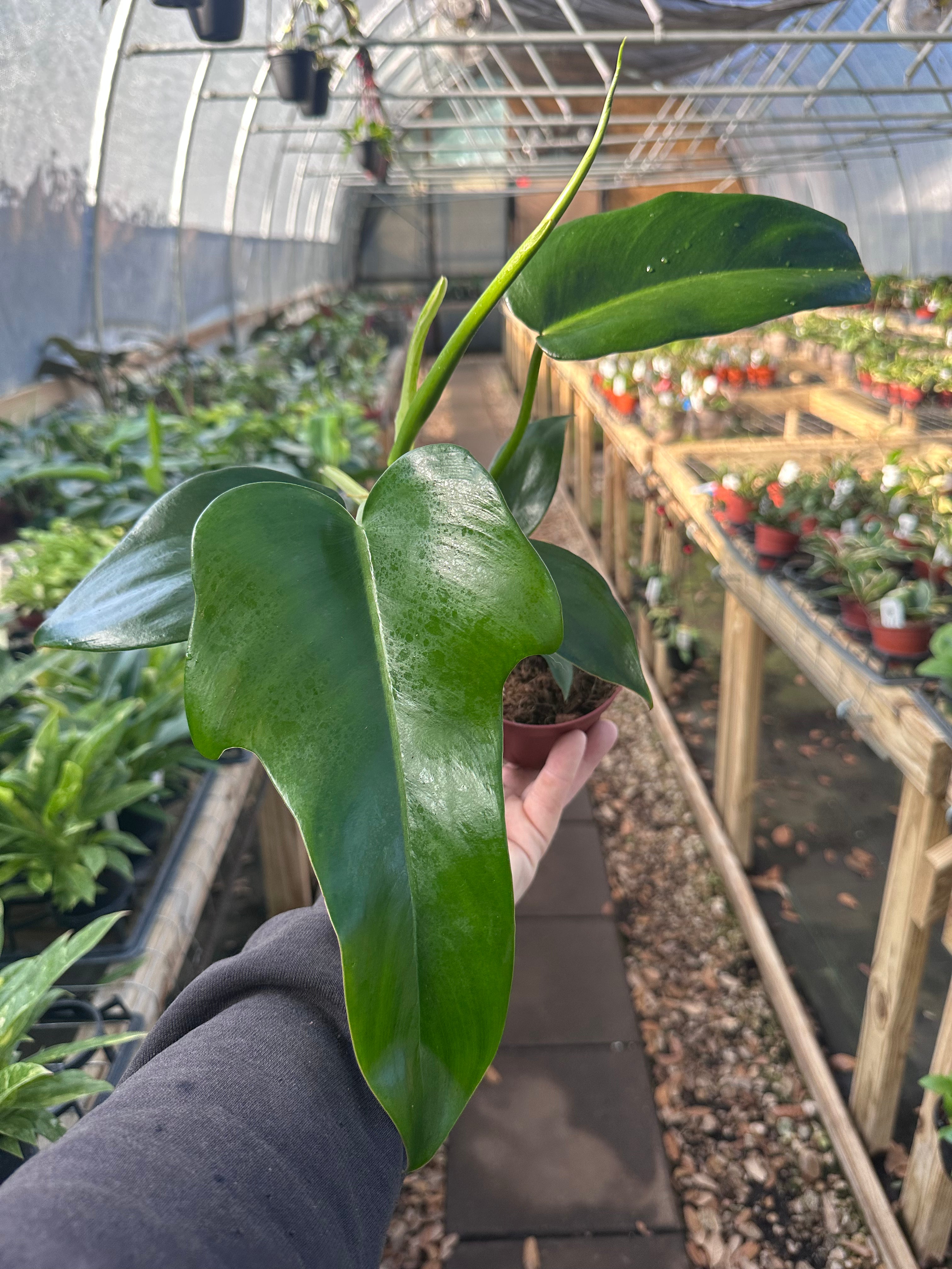 Rare and Uncommon Plants – Page 11 – Canopy Plant Co.