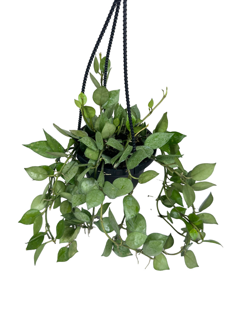 4 Epipremnum pinnatum neon (variegated) hanging basket – Canopy Plant Co.