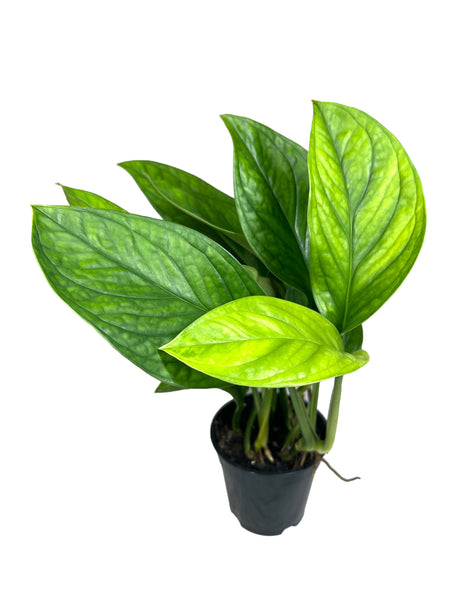 4" Monstera pinnatipartita - Canopy Plant Co.