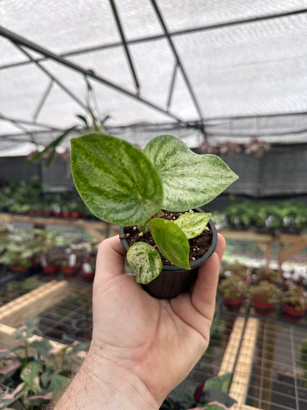 3” Peperomia Gold Dust (variegated Watermelon) - Canopy Plant Co.
