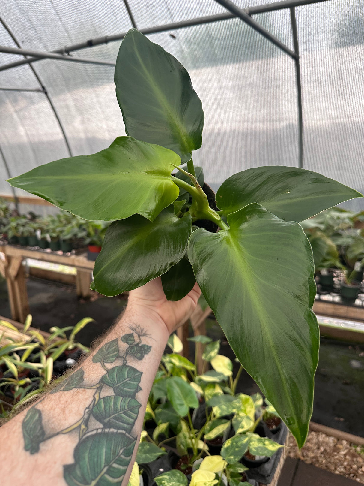 5" Philodendron rugosum 'Aberrant Form' - Canopy Plant Co.