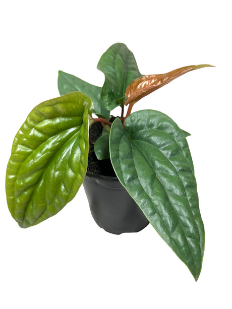 4” Anthurium radicans x luxurians - Canopy Plant Co.