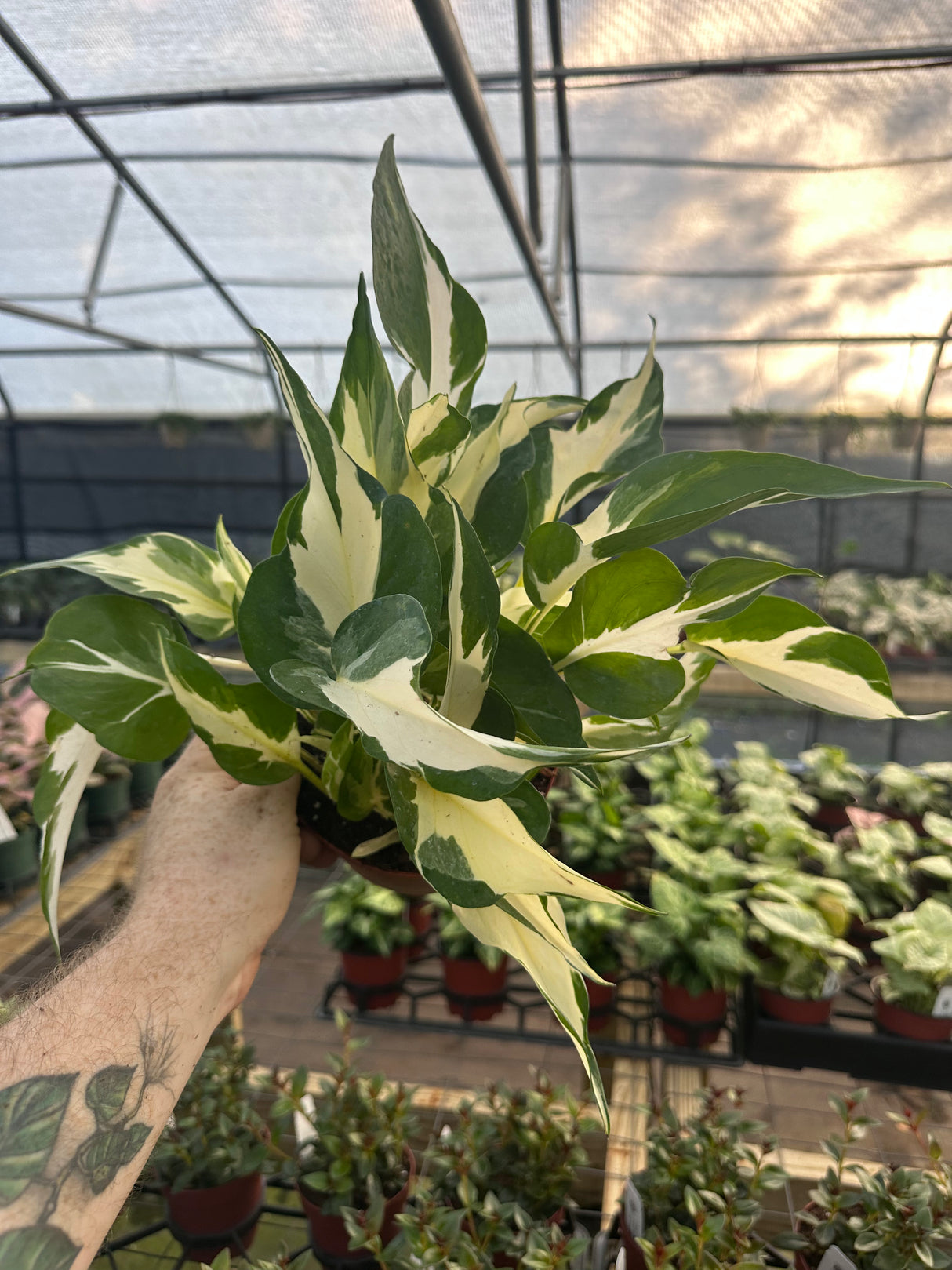 6" Pothos Manjula ('Mutant')