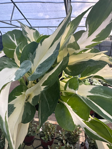 6" Pothos Manjula ('Mutant')