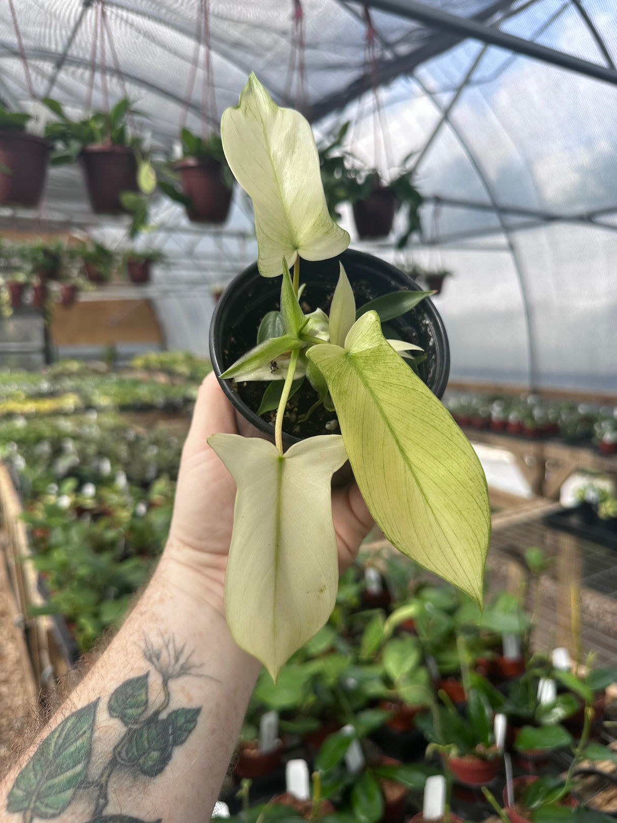 4” Philodendron Florida Ghost