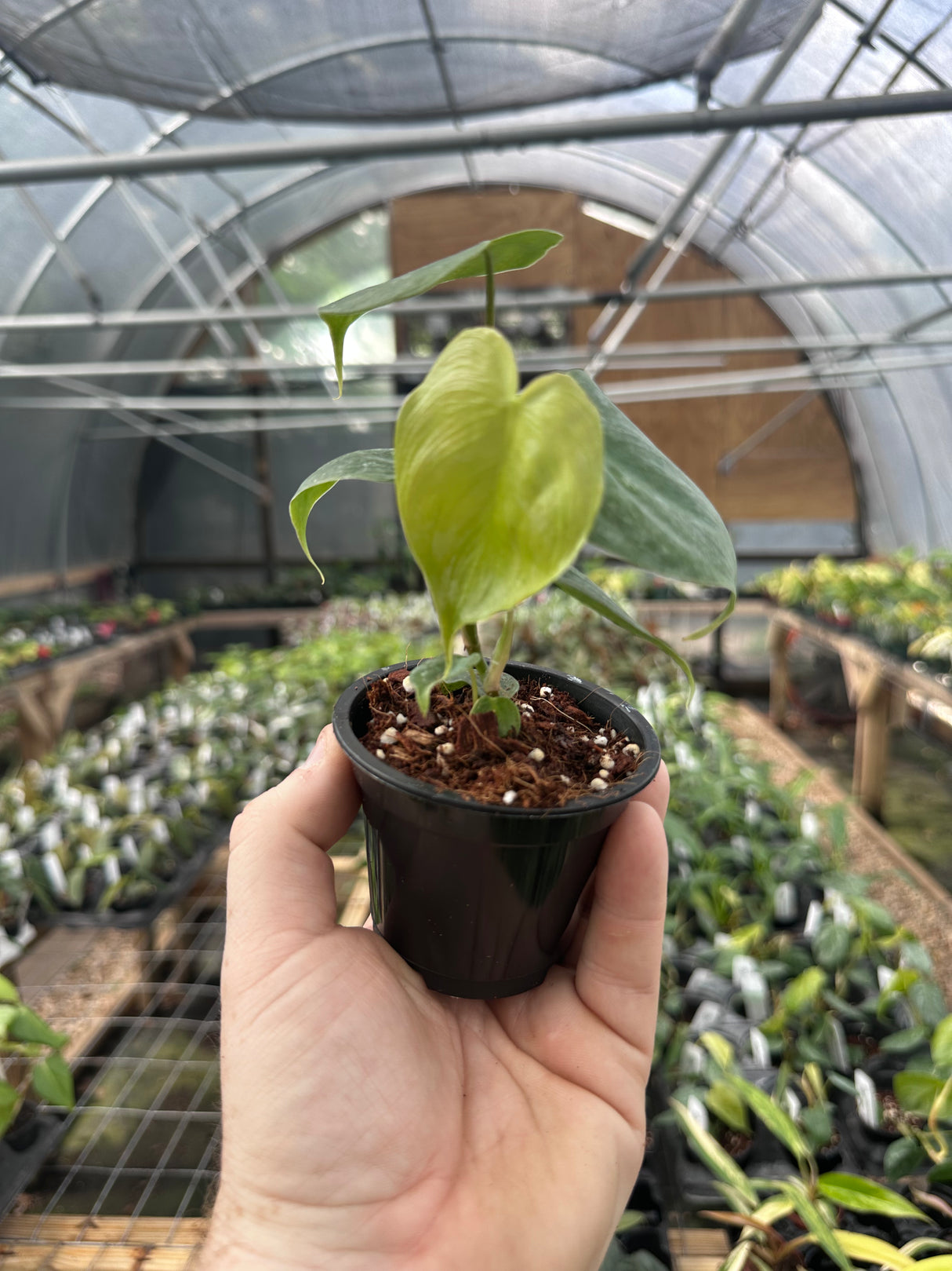 3” Philodendron Majestic