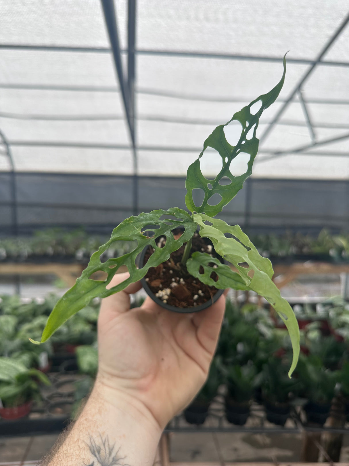 3" Monstera obliqua sp. Peru
