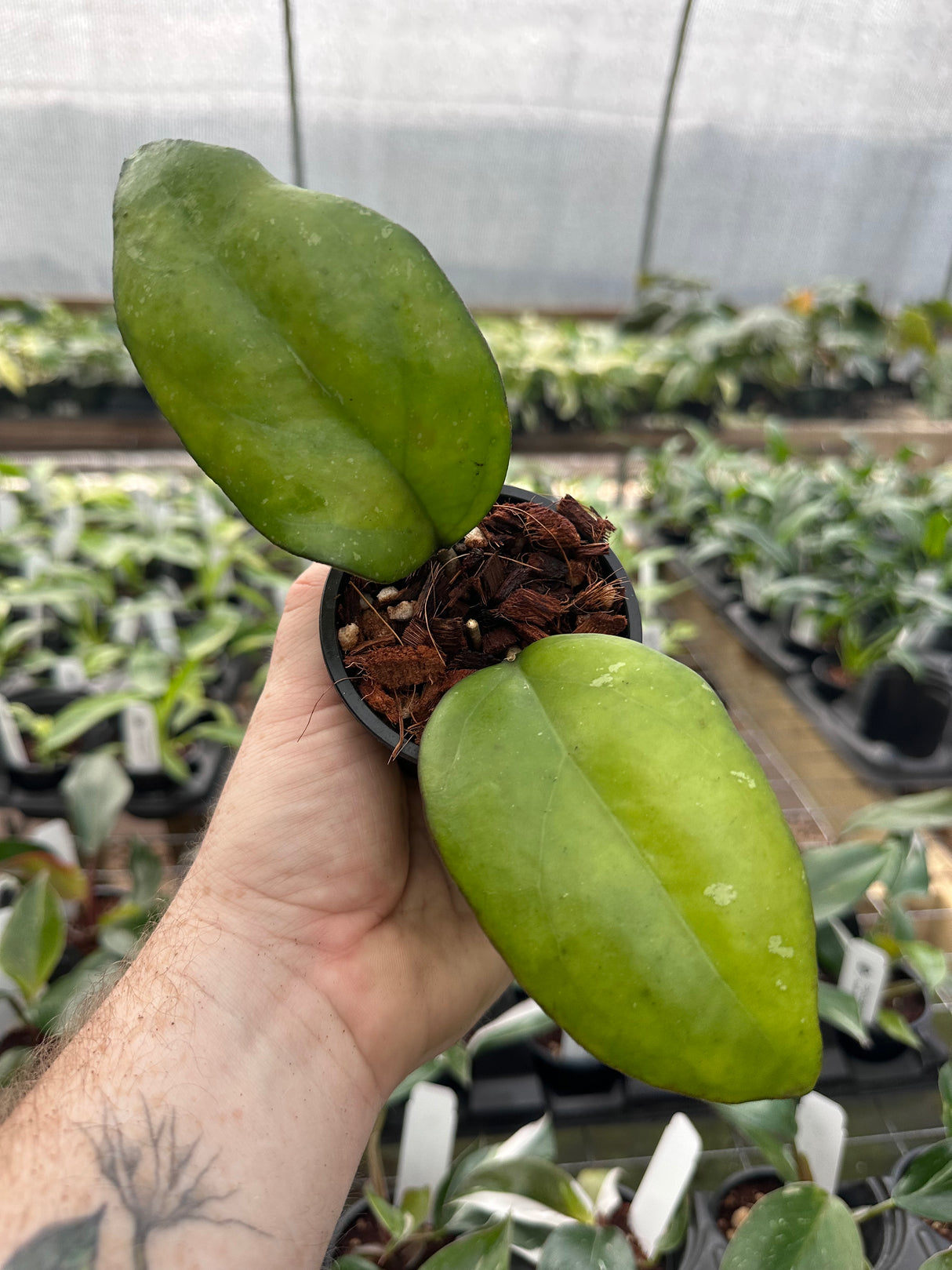 3” Hoya Noelle (vitellinoides x vitellina)