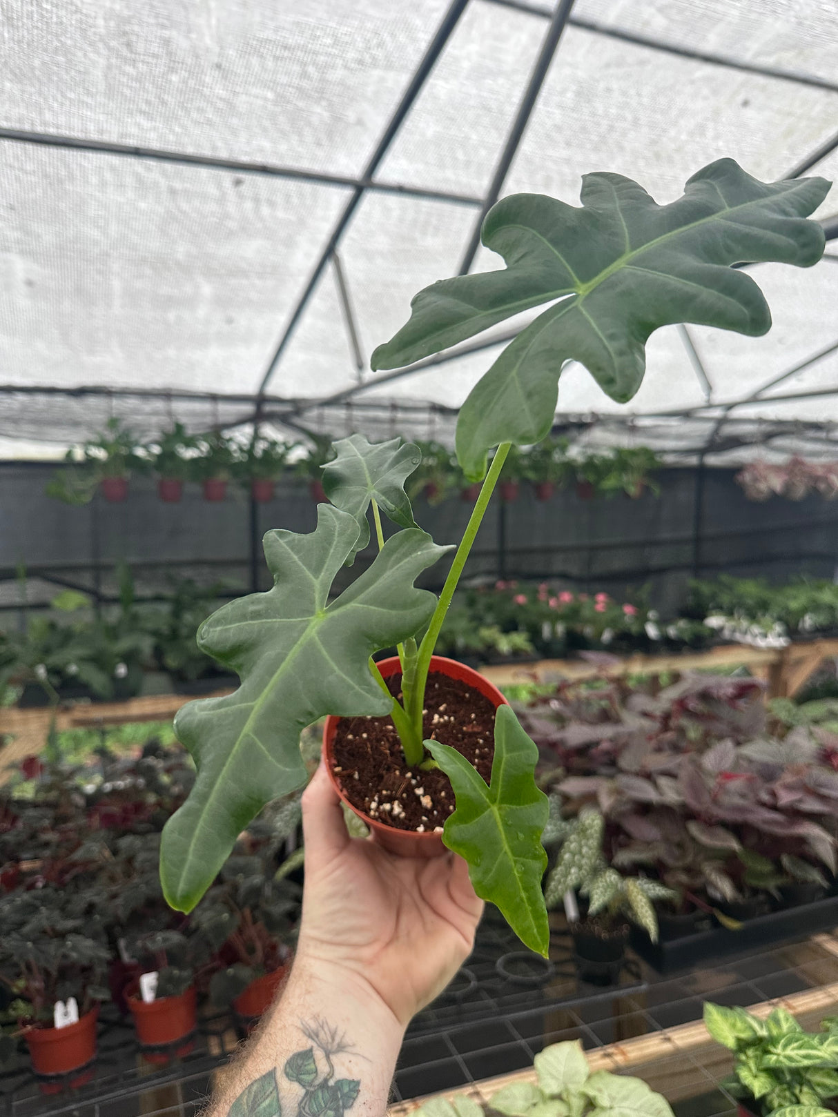 4” Alocasia portei