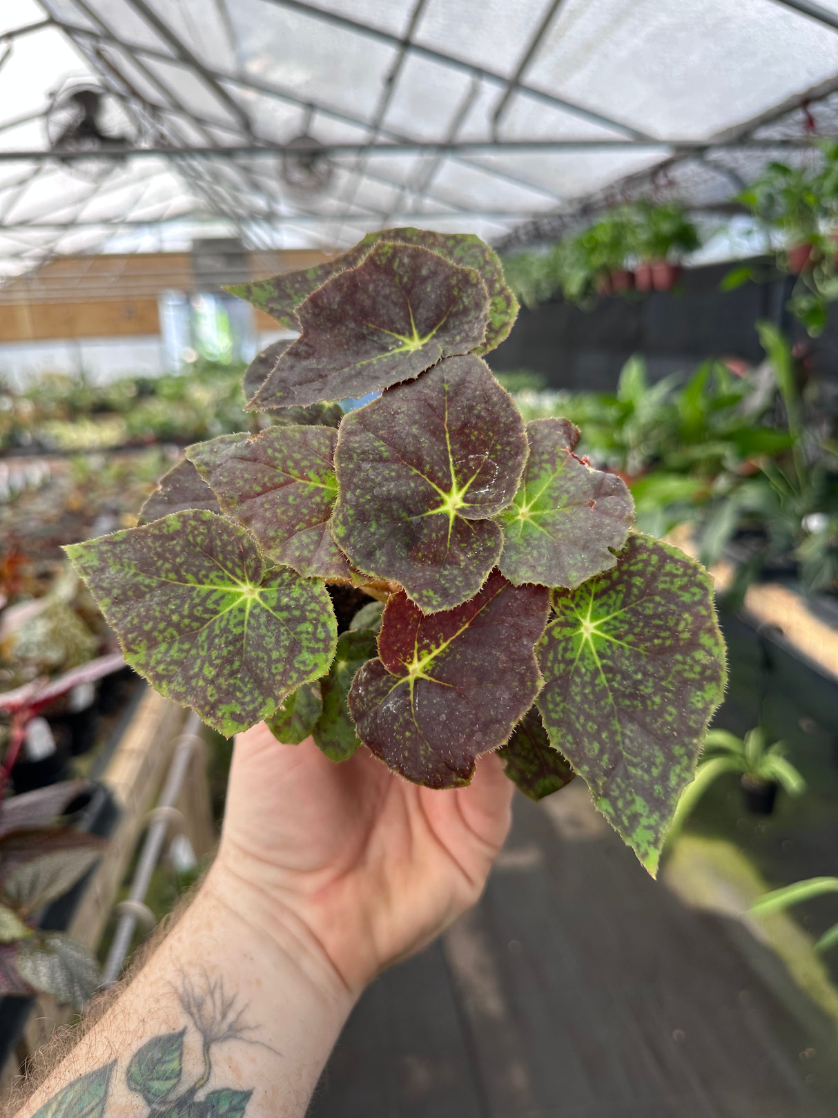 4" Begonia Ace's High