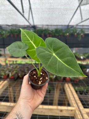 4” Alocasia ‘Frydek’ (micholitziana) - Canopy Plant Co.