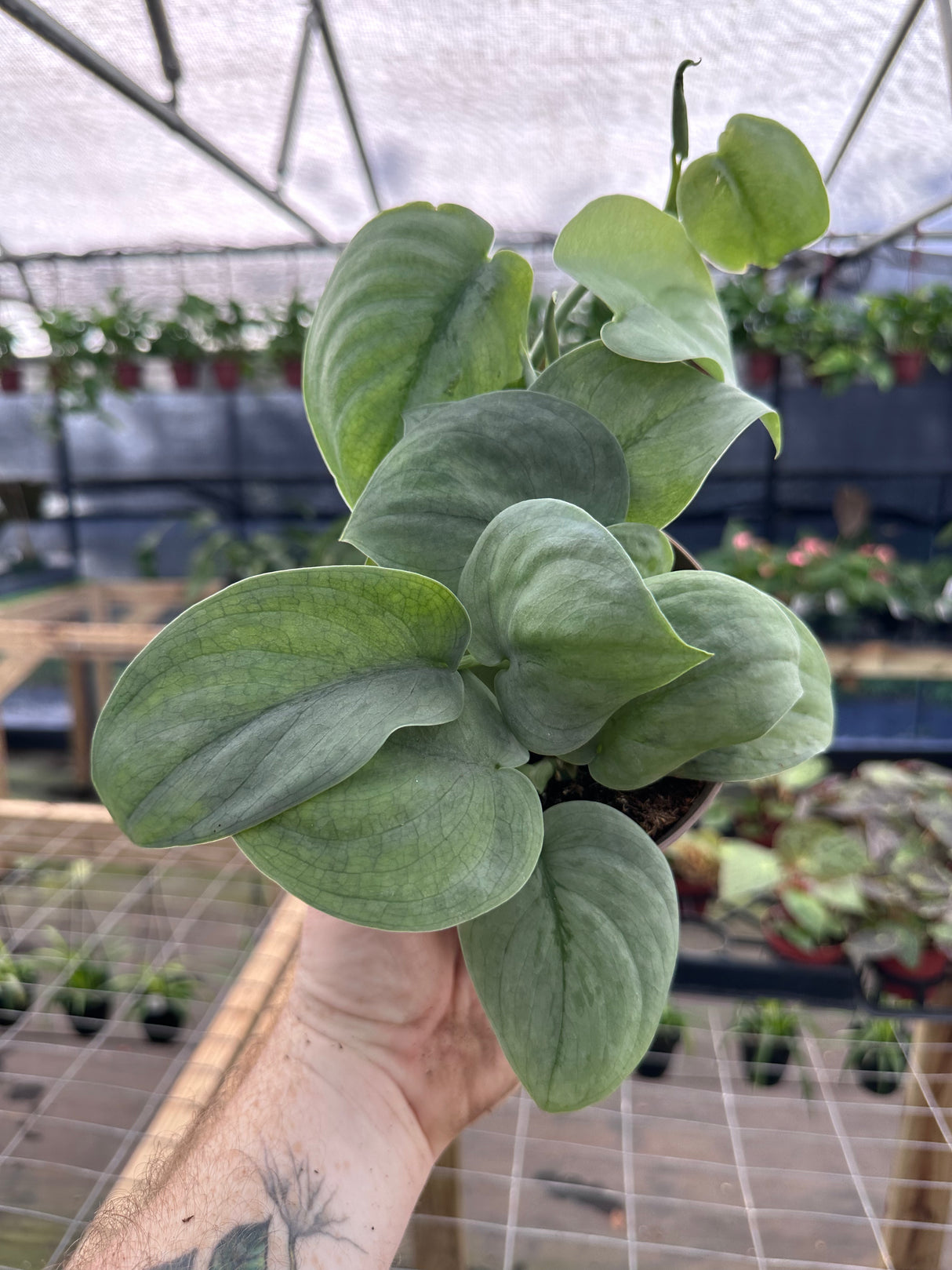 5” Scindapsus Silver Hero