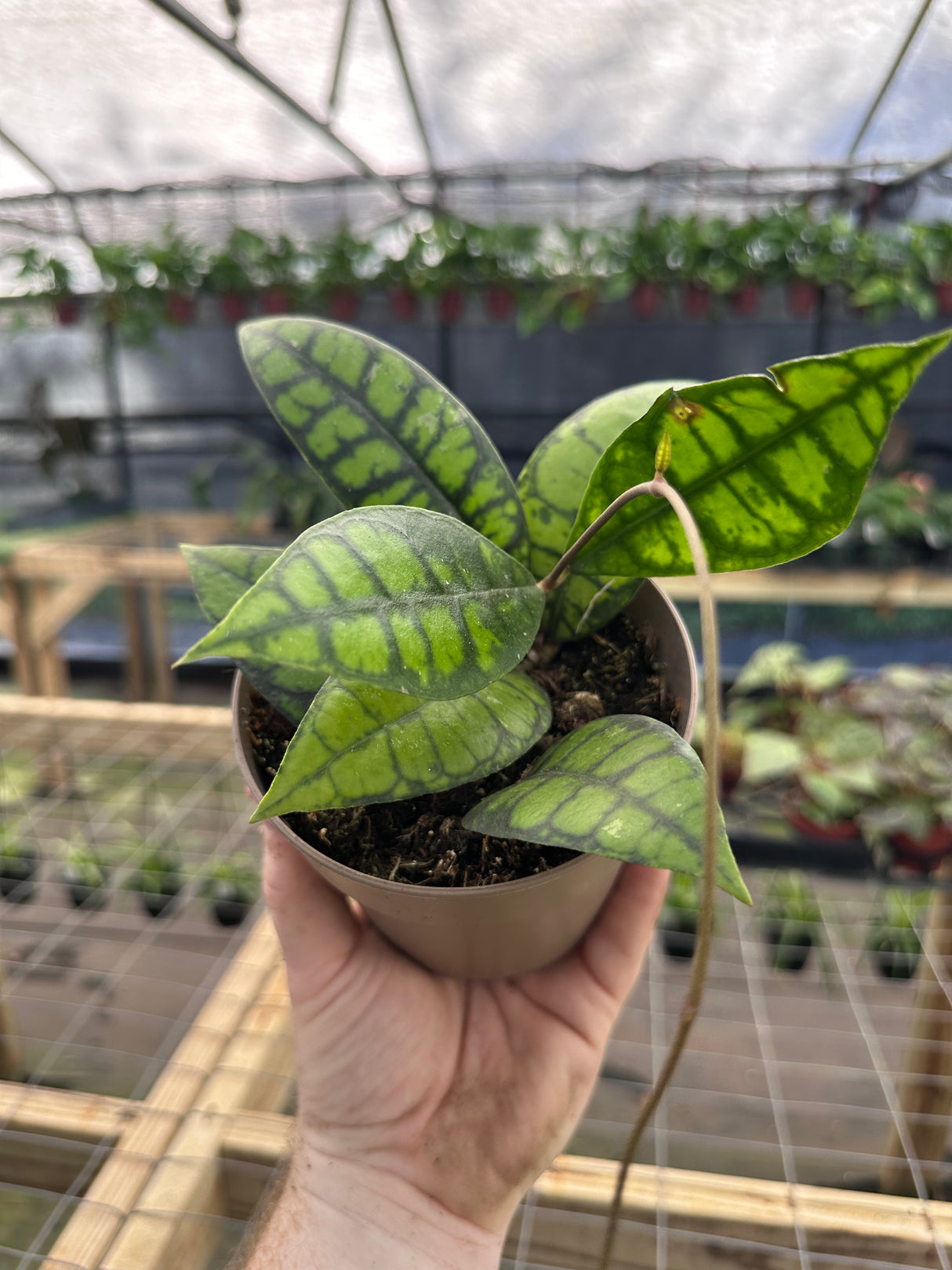 5" Hoya callistophylla 'Black Cat'