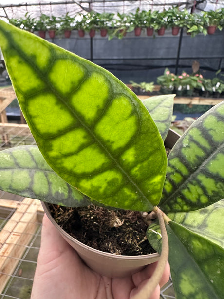 5" Hoya callistophylla 'Black Cat'