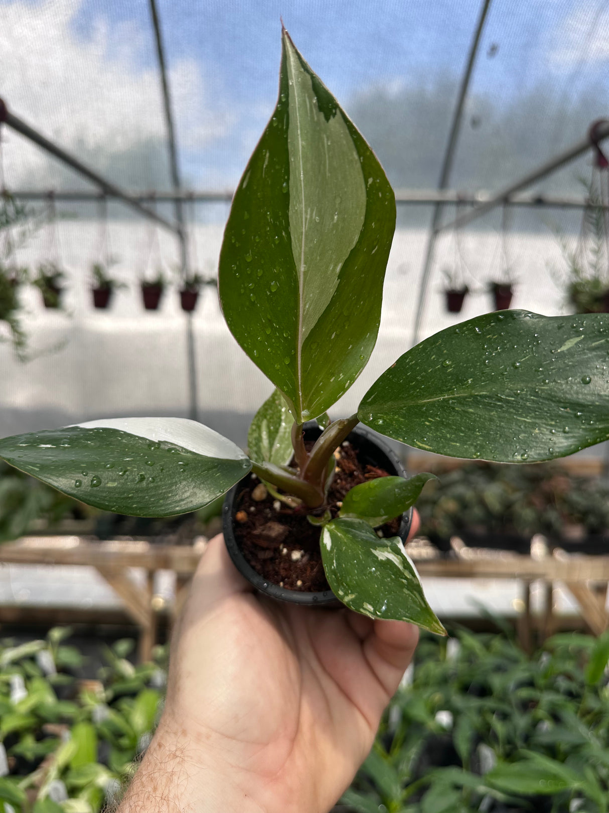 3” Philodendron ‘White Knight’ - Canopy Plant Co.