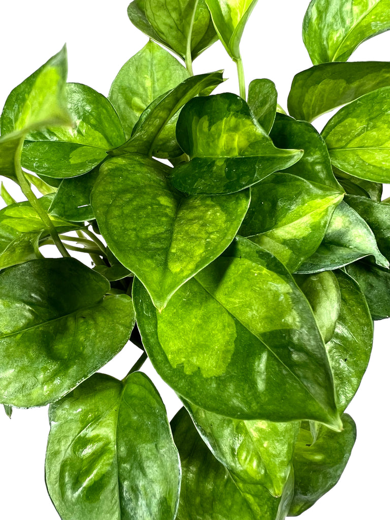 4 Epipremnum pinnatum neon (variegated) hanging basket – Canopy Plant Co.