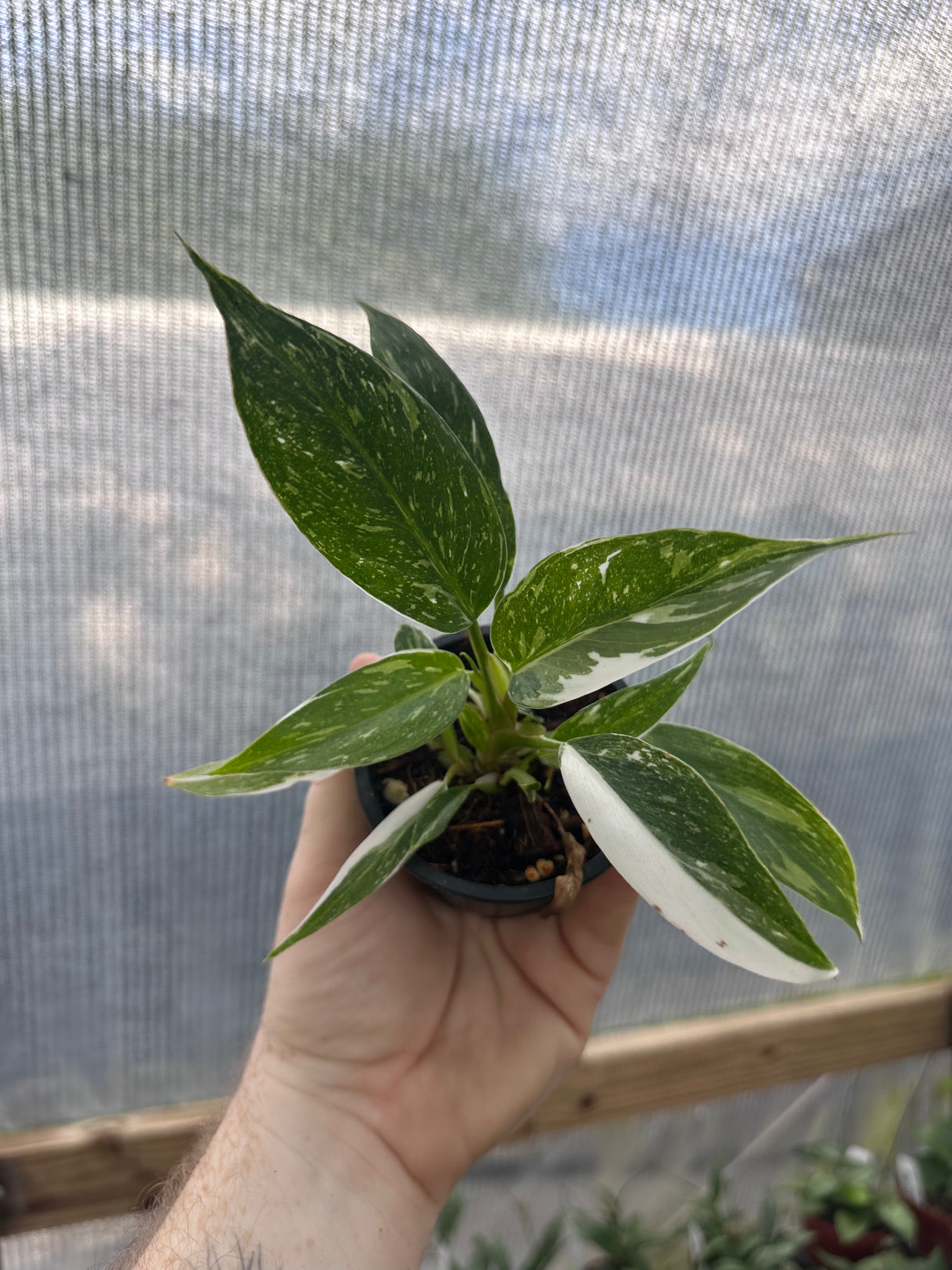 3” Philodendron ‘White Princess’ - Canopy Plant Co.