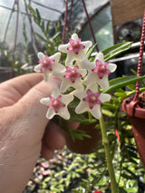 4" Hoya engleriana hanging basket