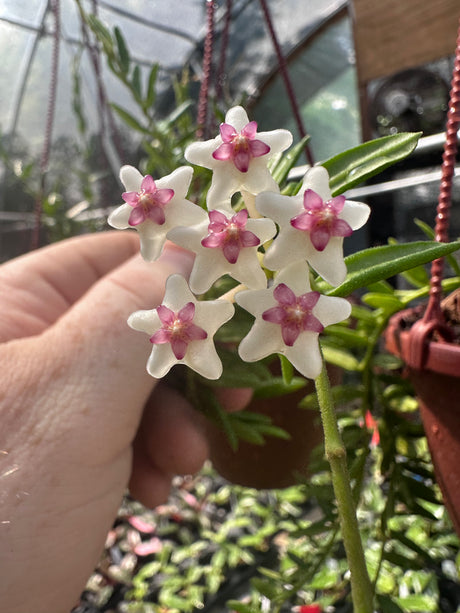 4" Hoya engleriana hanging basket - Canopy Plant Co.