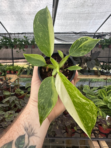 All Plants – Page 9 – Canopy Plant Co.
