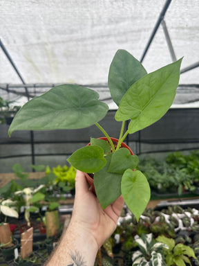 4” Alocasia 'Lukiwan' - Canopy Plant Co.