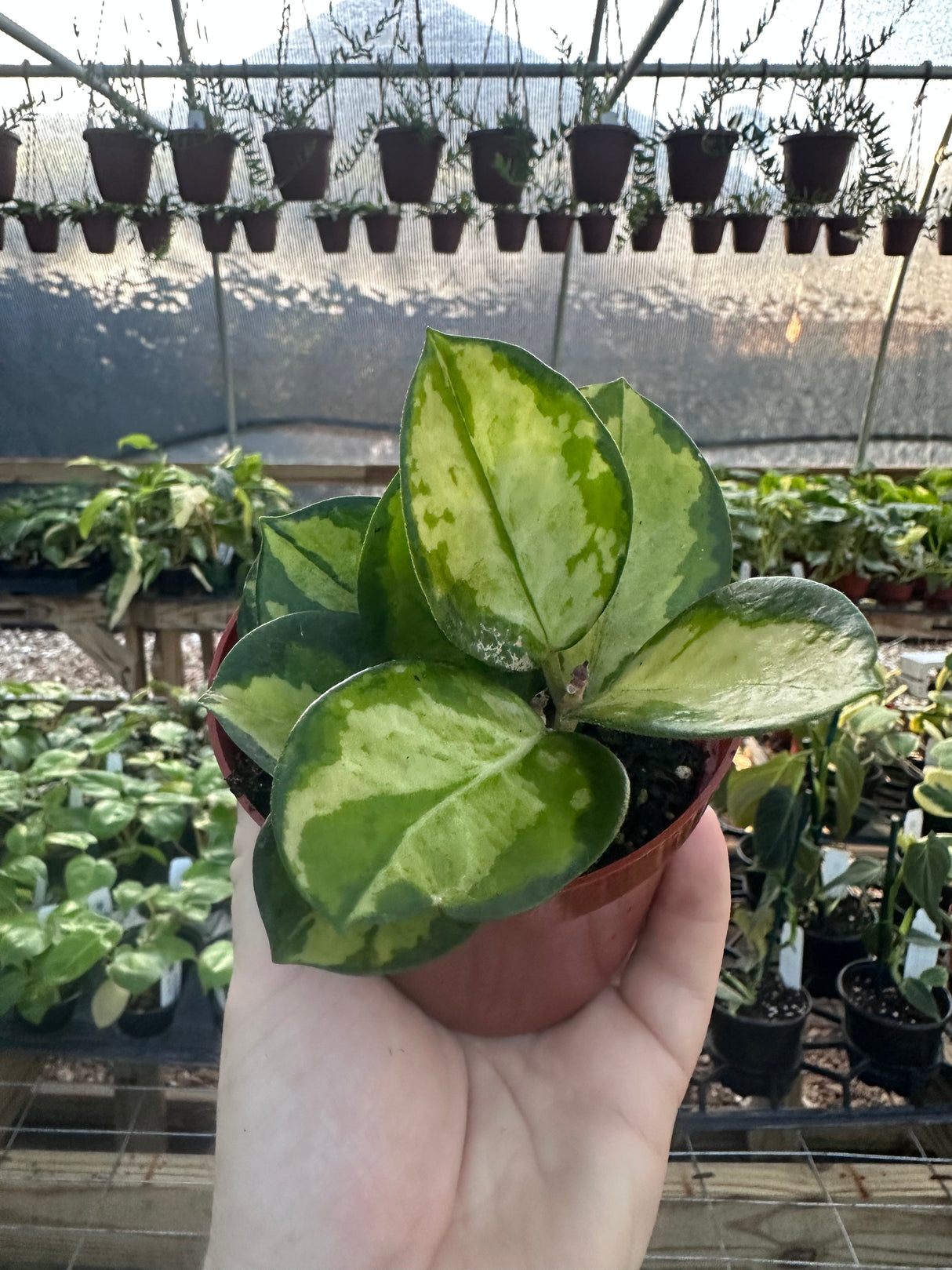 4" Hoya Lisa (variegated Australis)