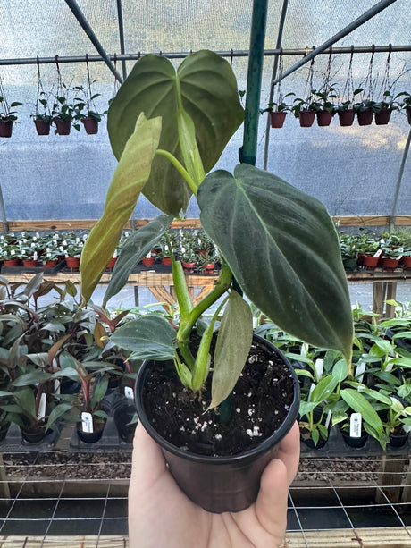 4" Philodendron Splendid