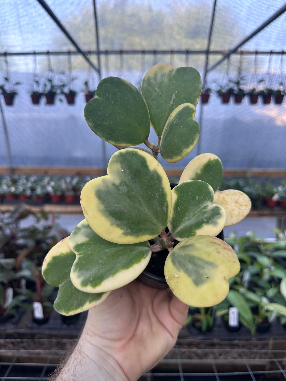 4" Hoya kerrii outer variegated