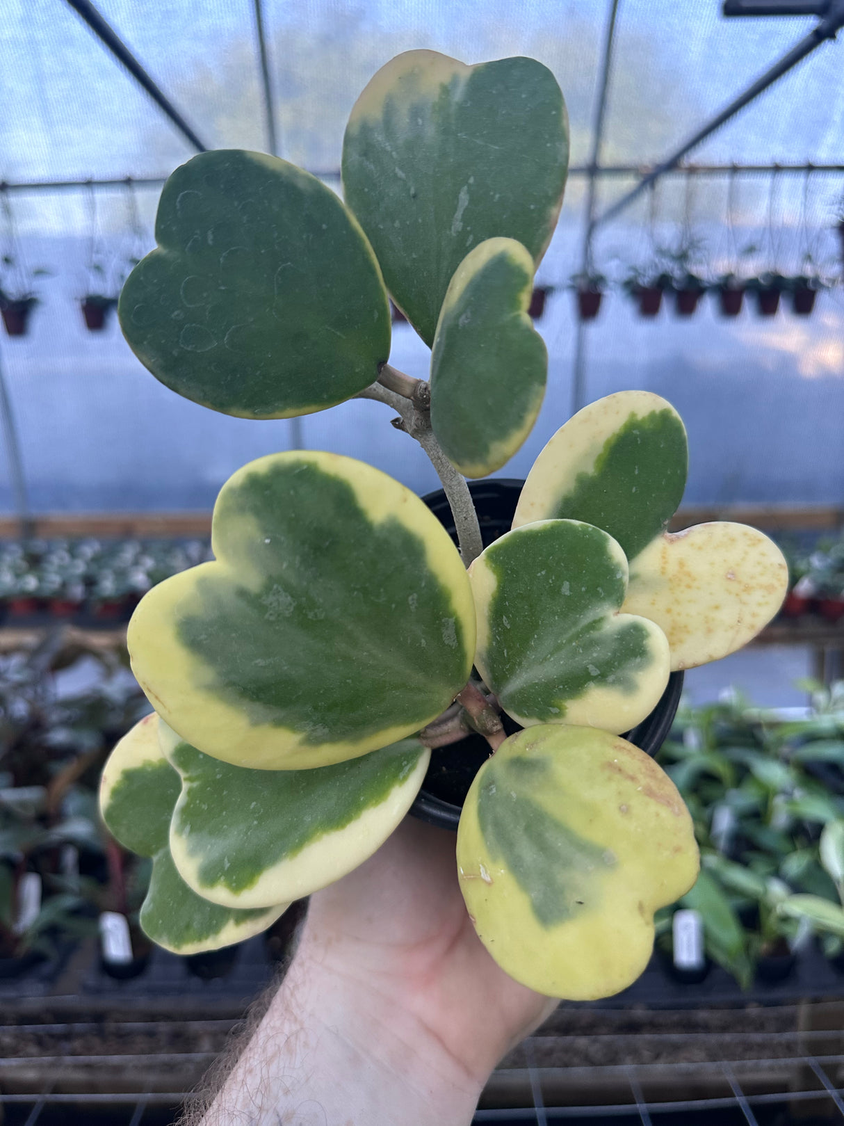 4" Hoya kerrii outer variegated