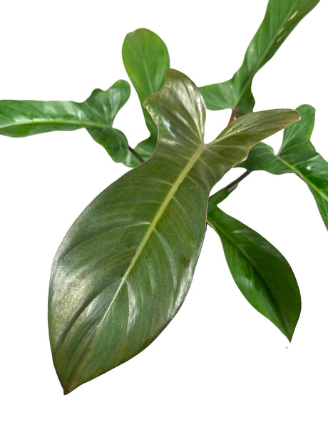 4” Philodendron Florida Bronze