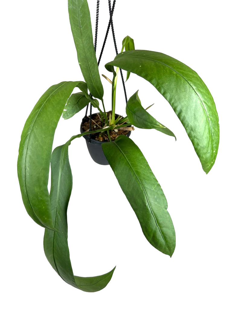 Anthurium Canopy Plant –