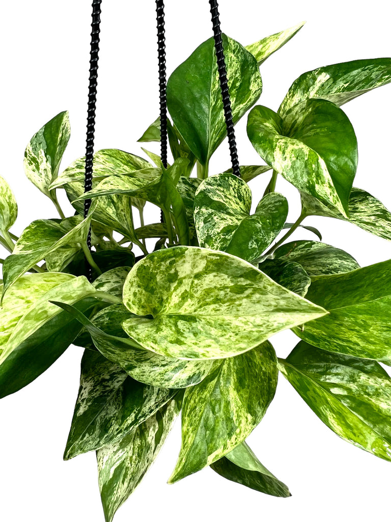 4 Epipremnum pinnatum neon (variegated) hanging basket – Canopy Plant Co.