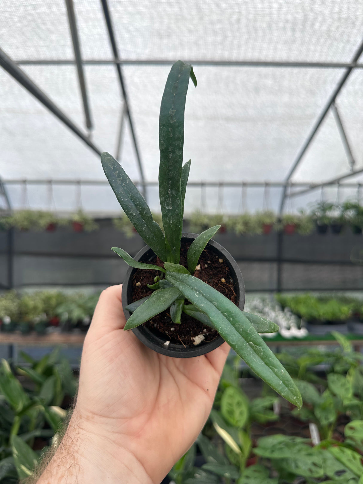 3" Blue Oil fern (Microsorum thailandicum) (starter)