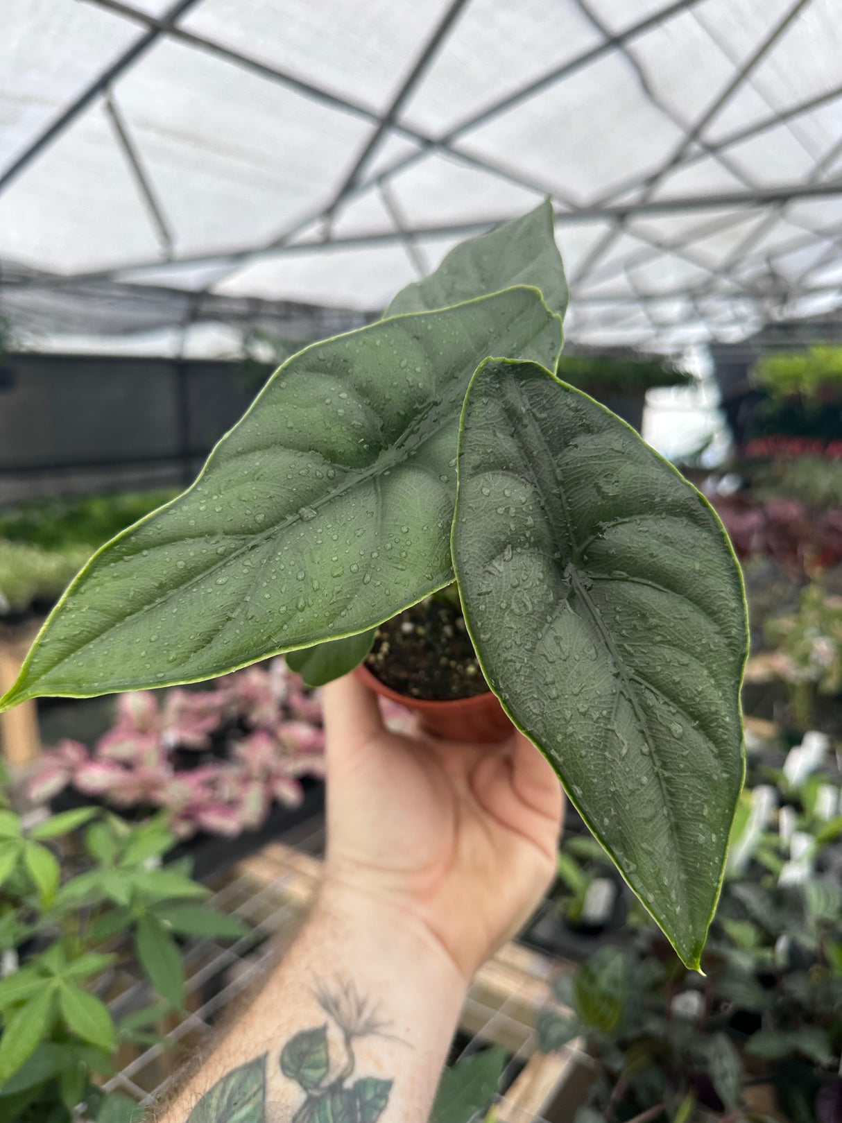 4” Alocasia puncakborneensis