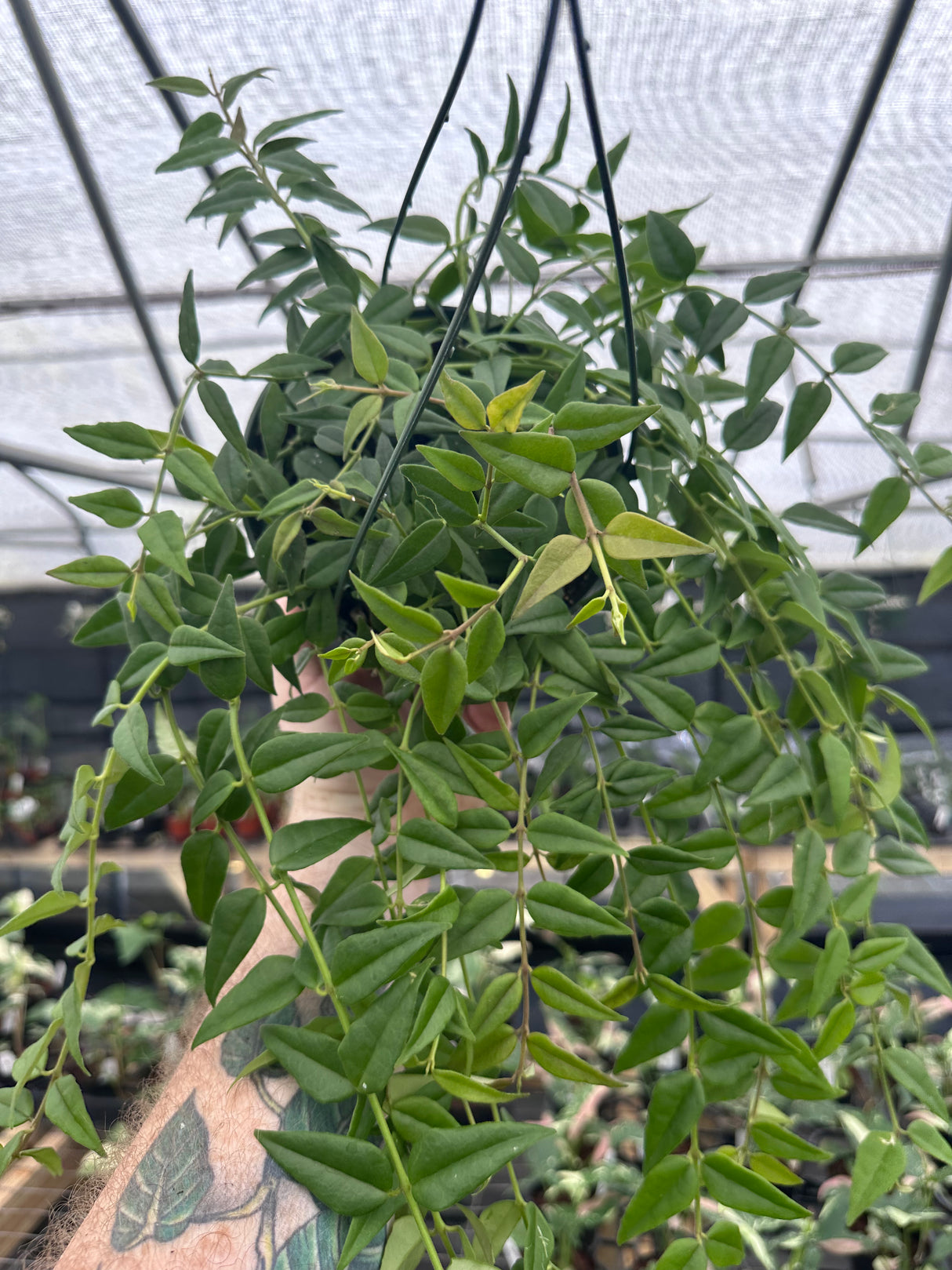6" Hoya Bella hanging basket - Canopy Plant Co.